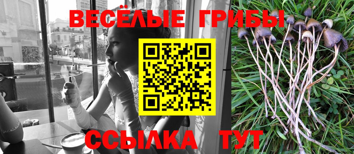 Псилоцибиновые грибы Psilocybe Узловая